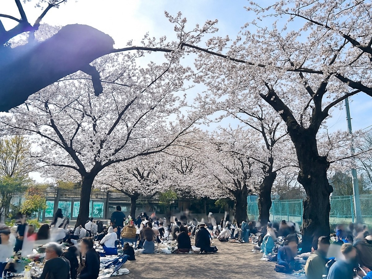 Column: Finally, I Got to Do&nbsp;Hanami